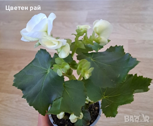 Три цвята бегония , снимка 3 - Градински цветя и растения - 52854170
