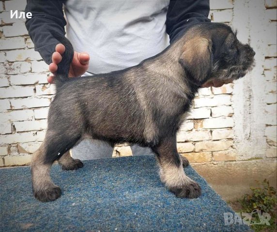 Шнауцер • Обяви за породисти кучета на Топ цени — Bazar.bg