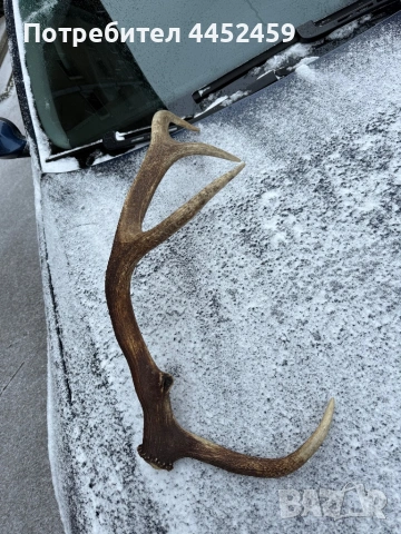 Еленси рог, снимка 2 - Арт сувенири - 53077135