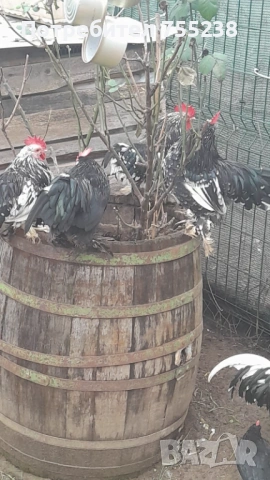 Продавам или заменям Петли , снимка 3 - За птици - 53296058