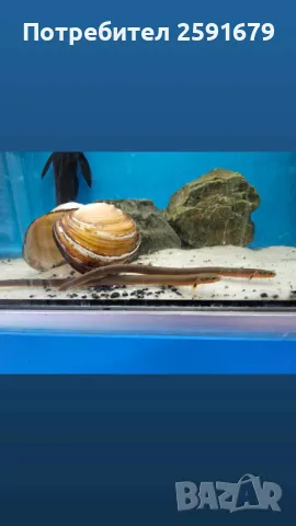 Декоративни и хищни екзотични риби, снимка 13 - Рибки - 48340111