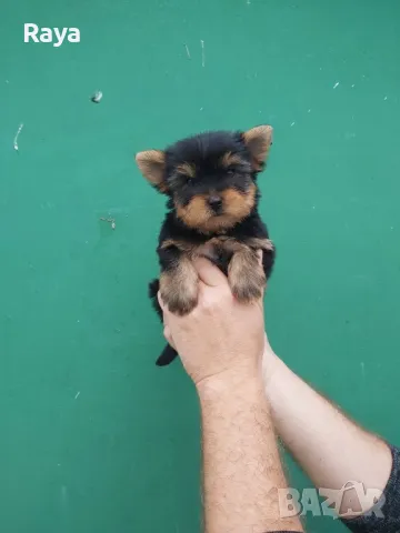 Йоркширски териер , снимка 7 - Йоркширски териер - 48370769