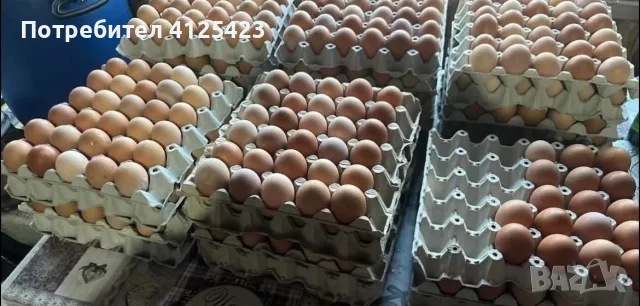 🐔Налични Носачки За Яйца 🥚, снимка 2 - Кокошки и пуйки - 56217233