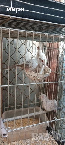 Шарени Диамантени гугутки!, снимка 15 - други­ - 51645799