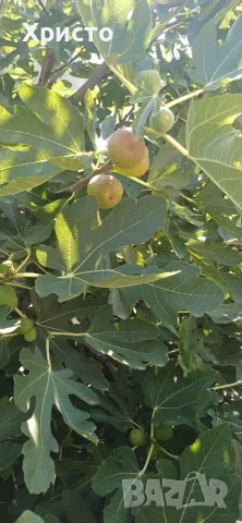 Смокини-едри и сладки, снимка 2 - Домашни продукти - 55791032