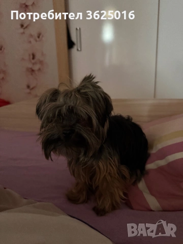 Мъжко Йорки за оплождане, снимка 3 - Йоркширски териер - 53306320