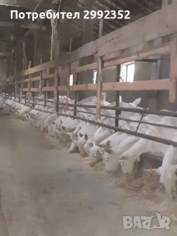 Saanski jenski qreta chistakravni sas sertifikat za poroda , снимка 2 - Кози - 49261553