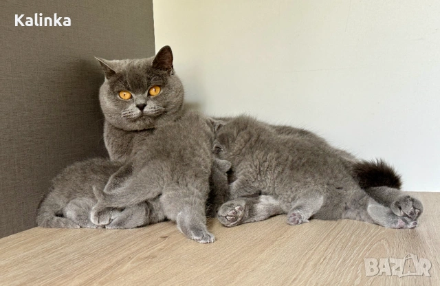 Чистокръвни сини британчета, снимка 17 - Британска късокосместа - 49778535