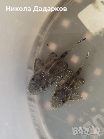 Два чифта звездни сомове L183 , снимка 2 - Рибки - 54357459