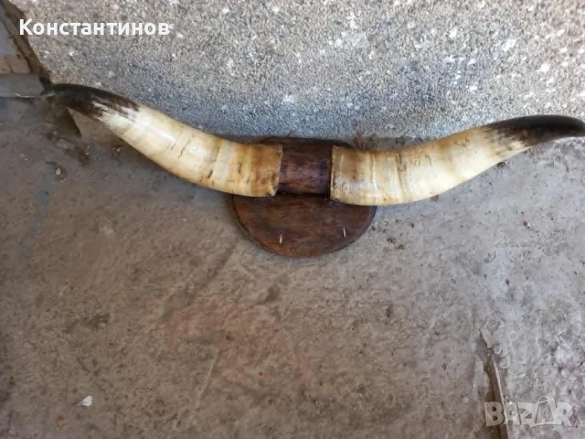 Рога от крава за декор., снимка 2 - Декорация за дома - 55728755