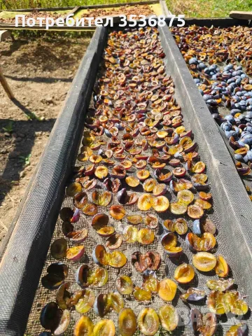 🍑☀️ НАТУРАЛНИ СУШЕНИ НА СЛЪНЦЕ СИНИ СЛИВИ ОТ ЕЛЕНСКИЯ БАЛКАН ☀️🍑, снимка 3 - Домашни продукти - 56139374