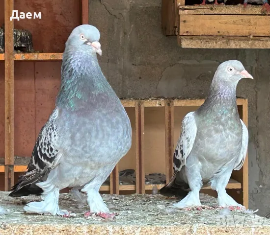 Поморийски Ролер и Мардини, снимка 11 - Гълъби - 56300252