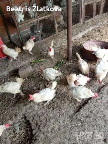 продавам кокошки