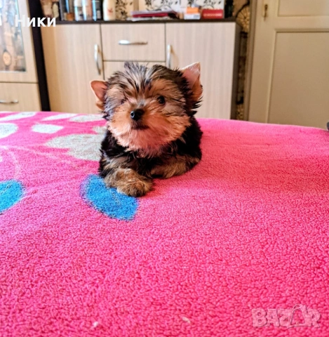 Мини йоркширско териерче , снимка 2 - Йоркширски териер - 53908504