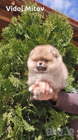 Мини Померан момиче 