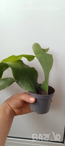 Epiphillym oxypetalum, снимка 2 - Стайни растения - 54187753