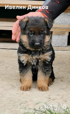 Мъжки немски овчарки с родословие. 