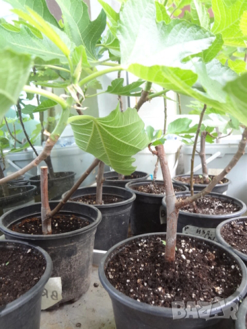 Смокини- 2 сорта в контейнери- Блек Мишън и Брънсуик, снимка 6 - Разсади - 54092194