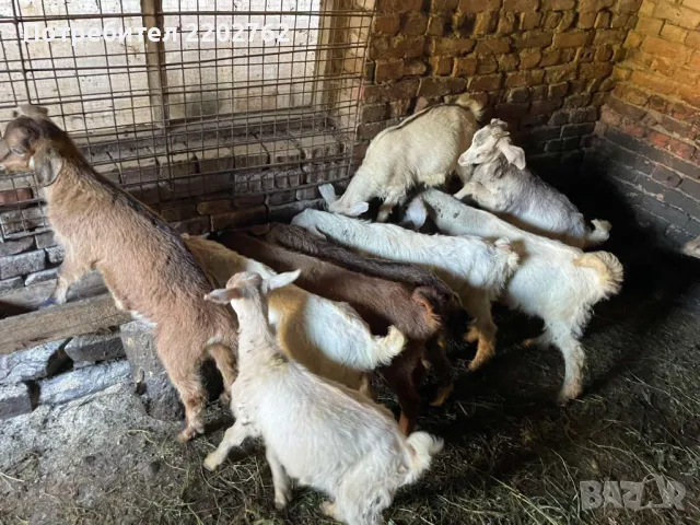 Продавам Яре (Ярета) , снимка 1