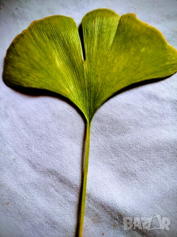 Гинко Билоба листа за чай за памет и оросяване на мозъка - лечебно растение Фиданки гинко семена, снимка 2 - Други - 51902969