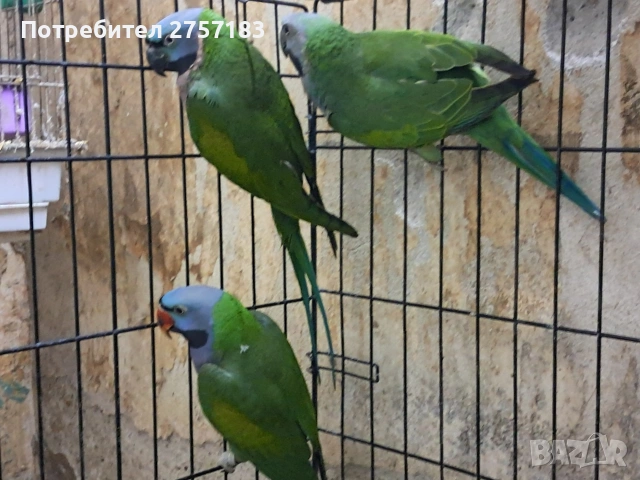 продавам китаиски алксандри женска 2023 г и 2025 мъжки 2024 г, снимка 5 - Папагали - 53991984