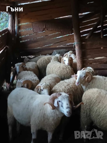 коч кочове за продан , снимка 7 - Овце - 51533244
