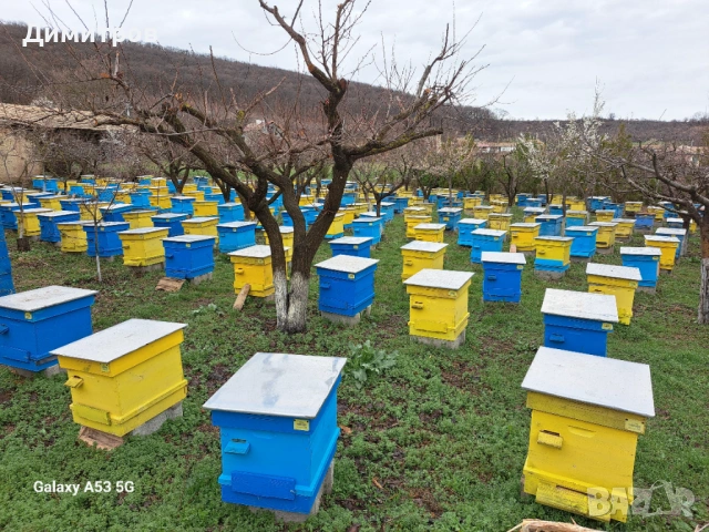 Пчелни отводки 2026г.