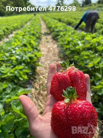 Качествен разсад Ягоди и малини…!, снимка 2 - Разсади - 54083453