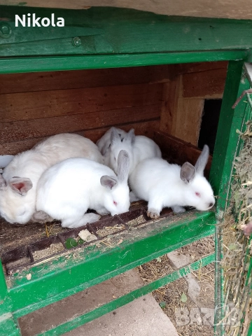 продавам зайци калифорнийски на два месеца