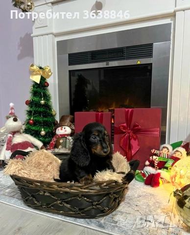 Мини,миниатюрни дакели дългокосмести, снимка 6 - Дакели - 52685462