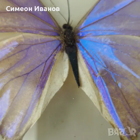 Препарирани пеперуди в рамка от Бразилия #5891, снимка 12 - Други ценни предмети - 50268046