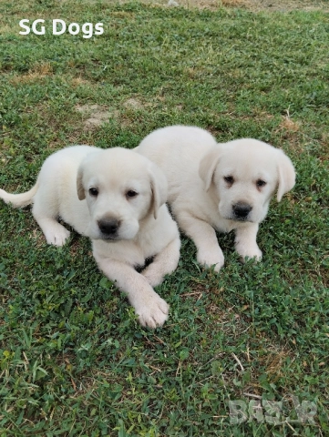 Лабрадор ретривър 