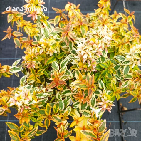 Абелия Калейдоскоп, студоустойчива!!, снимка 1