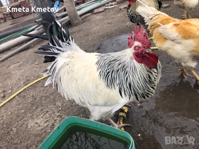 Домашни Петли, Кокошки, 8-18 месеца ., снимка 5 - Кокошки и пуйки - 53897169
