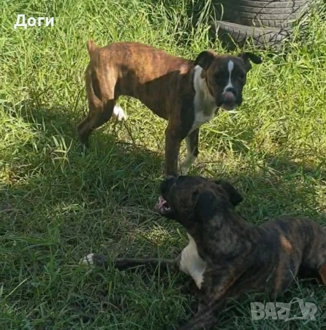 Продавам Боксери , снимка 4 - Боксер - 50898115