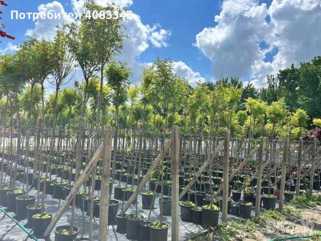 Кълбовидна Акация, снимка 3 - Градински цветя и растения - 50583723