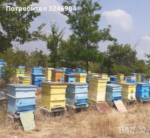 Хващане на пчели / Улавяне на пчелни рояци, снимка 5 - Други животни - 37159467