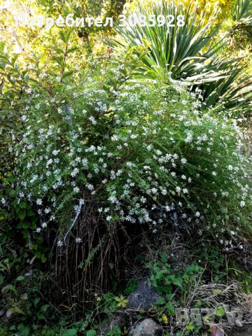 💕 💕 ​💕​ Страхотно декоративно цвете Звездовидна Метличина👀 👌