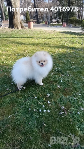 Померан Момче с Родословие , снимка 2 - Померан - 53691313