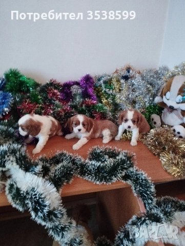 Кавалер Кинг Чарлз Шпаньол , снимка 4 - Кавалер кинг чарлз шпаньол - 52669127