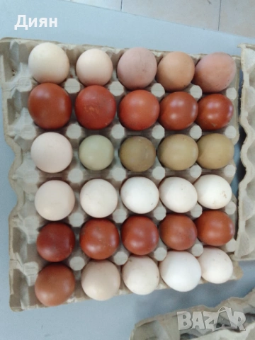 Оплодени кокоши яйца , снимка 4 - Кокошки и пуйки - 53993332