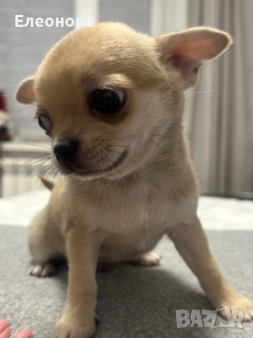Уникално Мини Чихуахуа Момиченце