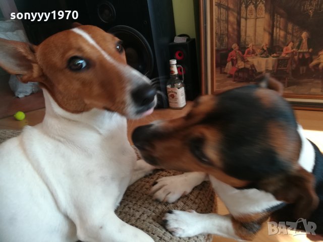 джакове в игра 1202211629, снимка 11 - Джак ръсел териер - 31788922