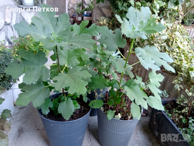 Фиданки на Бяла смокиня с височина 50-60 см., снимка 2 - Градински цветя и растения - 51822913