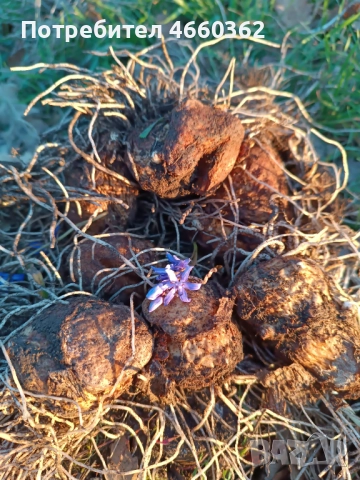 Змийска хурка - екстра качество!, снимка 2 - Сортови семена и луковици - 52532849