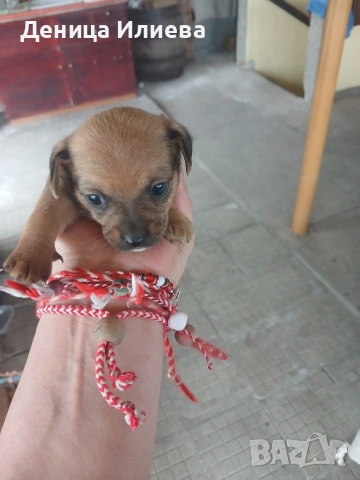 Пинчери на 40 дена, снимка 5 - Пинчер - 54167178