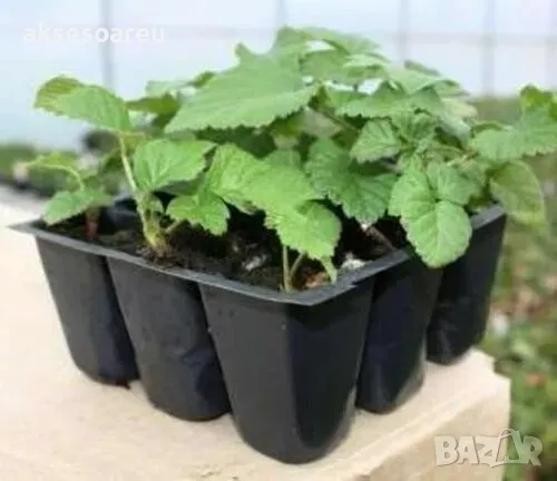 Висококачествени нови семена от хранителна Къпина без бодли Rubus rusticanus 50+ семена антиоксидант, снимка 6 - Сортови семена и луковици - 49257573