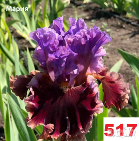 Сортови вискоки ириси /брадати ириси, снимка 14 - Градински цветя и растения - 51459407