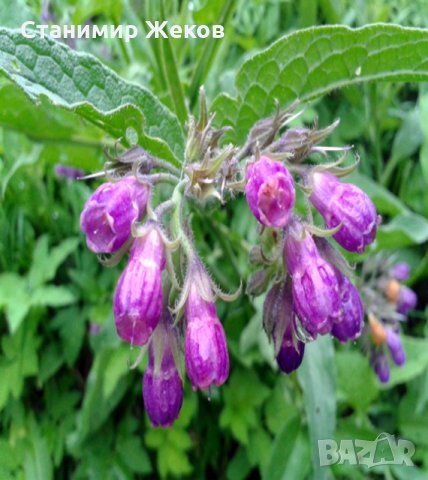 Черен оман/Symphitum officinale L., снимка 2 - Разсади - 29261931