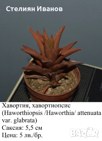 Сукуленти - алое, астролоба, хавортия, гастерия и гастералое,, снимка 8 - Стайни растения - 51468494